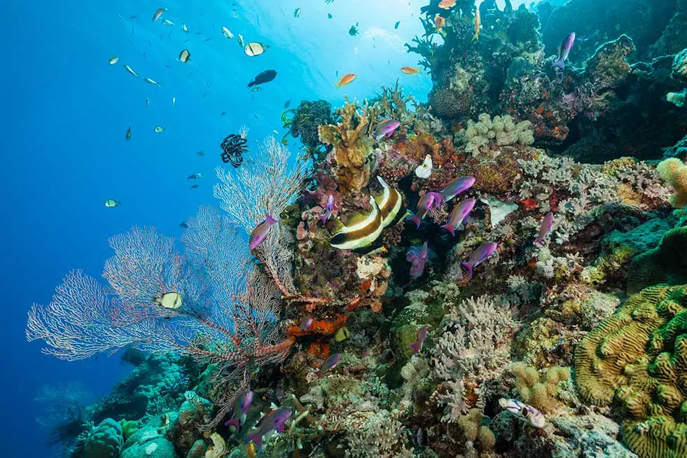 Diverse marine life in the Great Barrier Reef, including colorful coral and a school of tropical fish