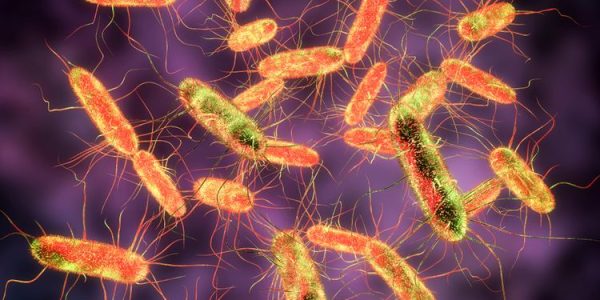 Waspadai Infeksi Salmonella: Kenali Gejala dan Pencegahan yang Penting